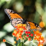 Monarch Butterflies Are Endangered. Here’s How You Can Help.