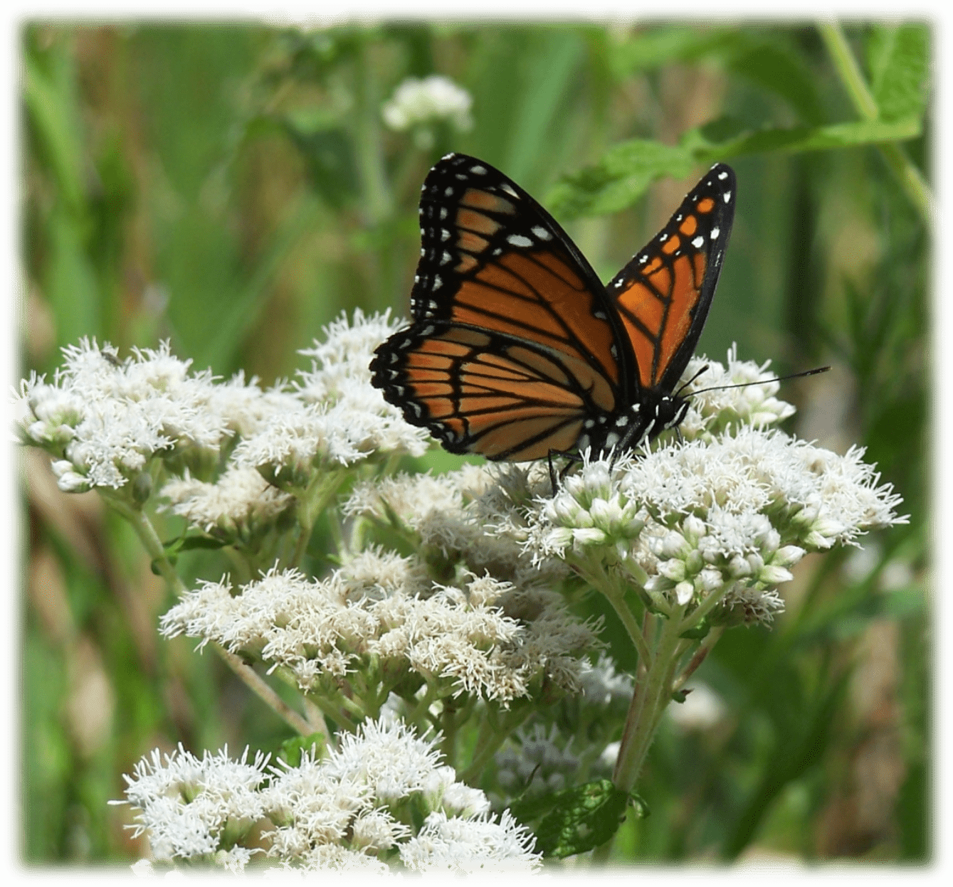 butterfly on flower picture
