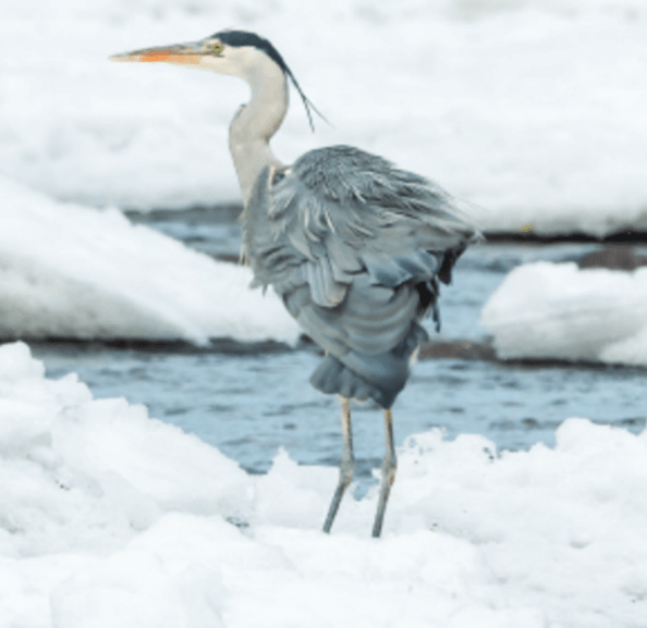A Winter’s Tale: Conservation, Snow, and Climate Change