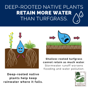 deep roots retain water graphic