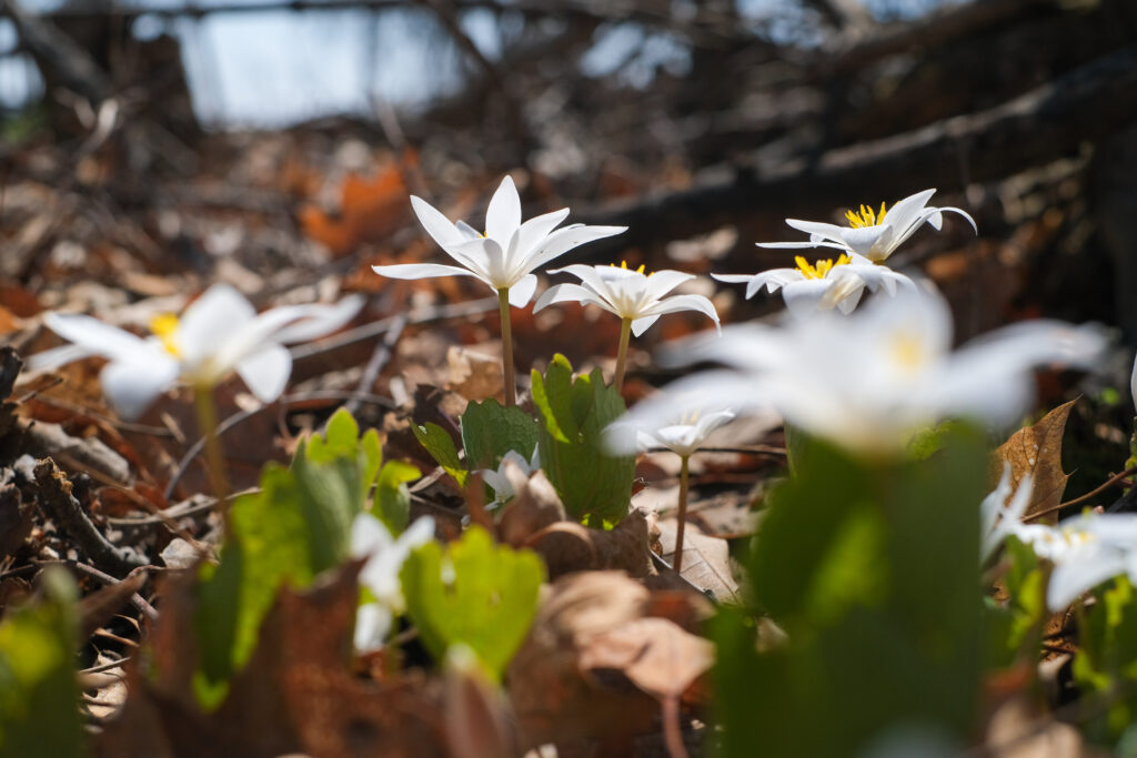 Group of Bloodroot