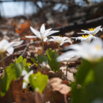 10 Wildflowers in the Woodlands This Spring