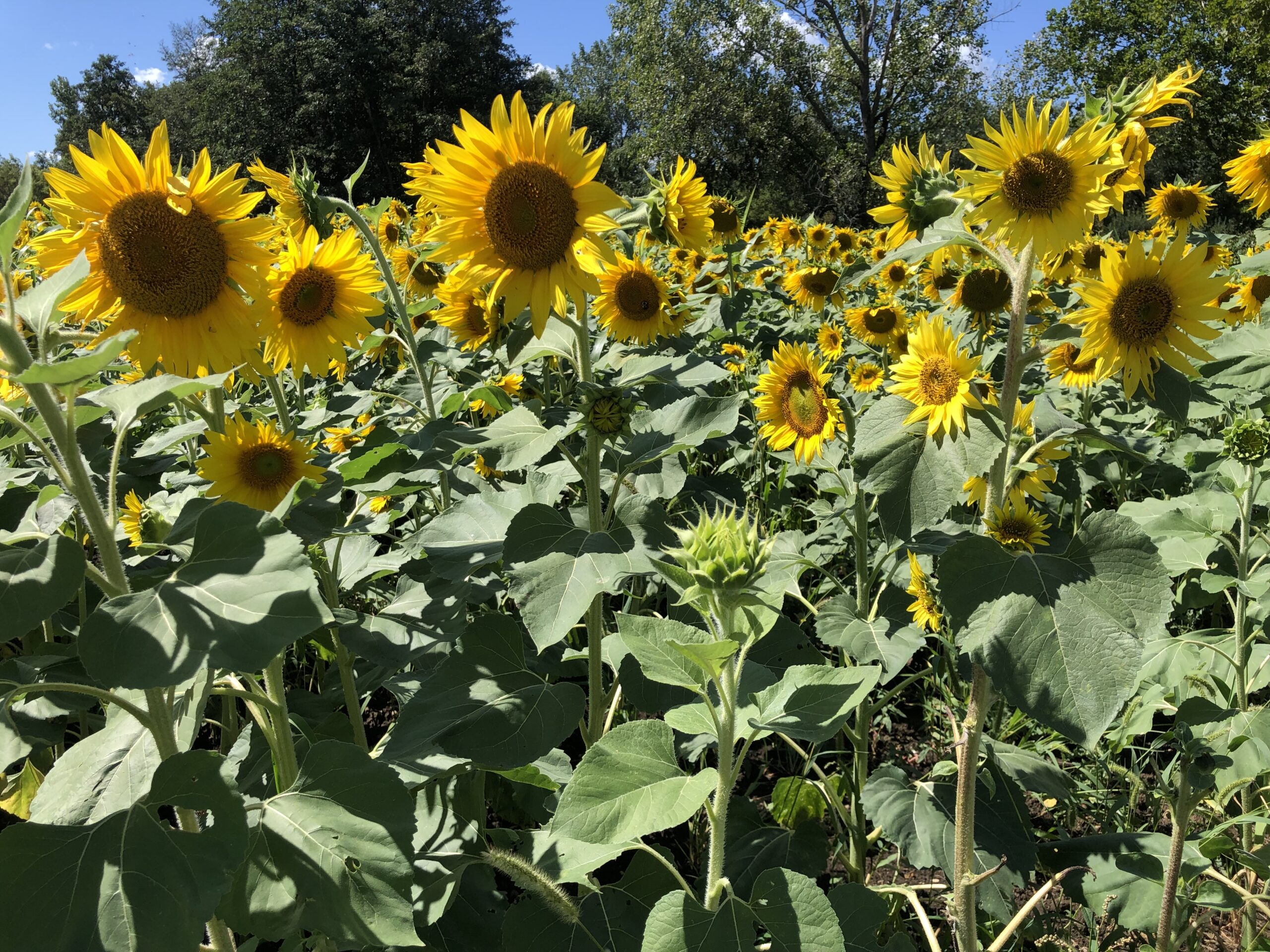 sunflower field picture