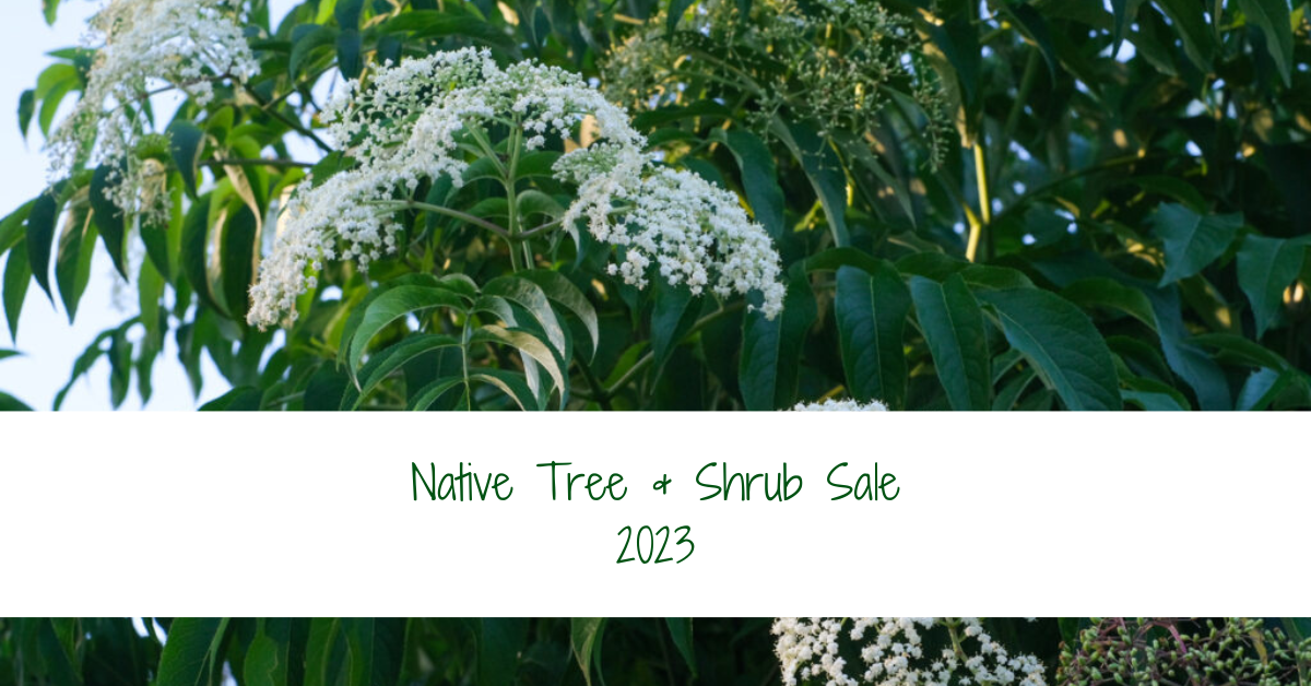 Native Tree & Shrub Sale 2023 banner